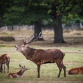 Stag Deer roars, Richmond Park, London, England, UK